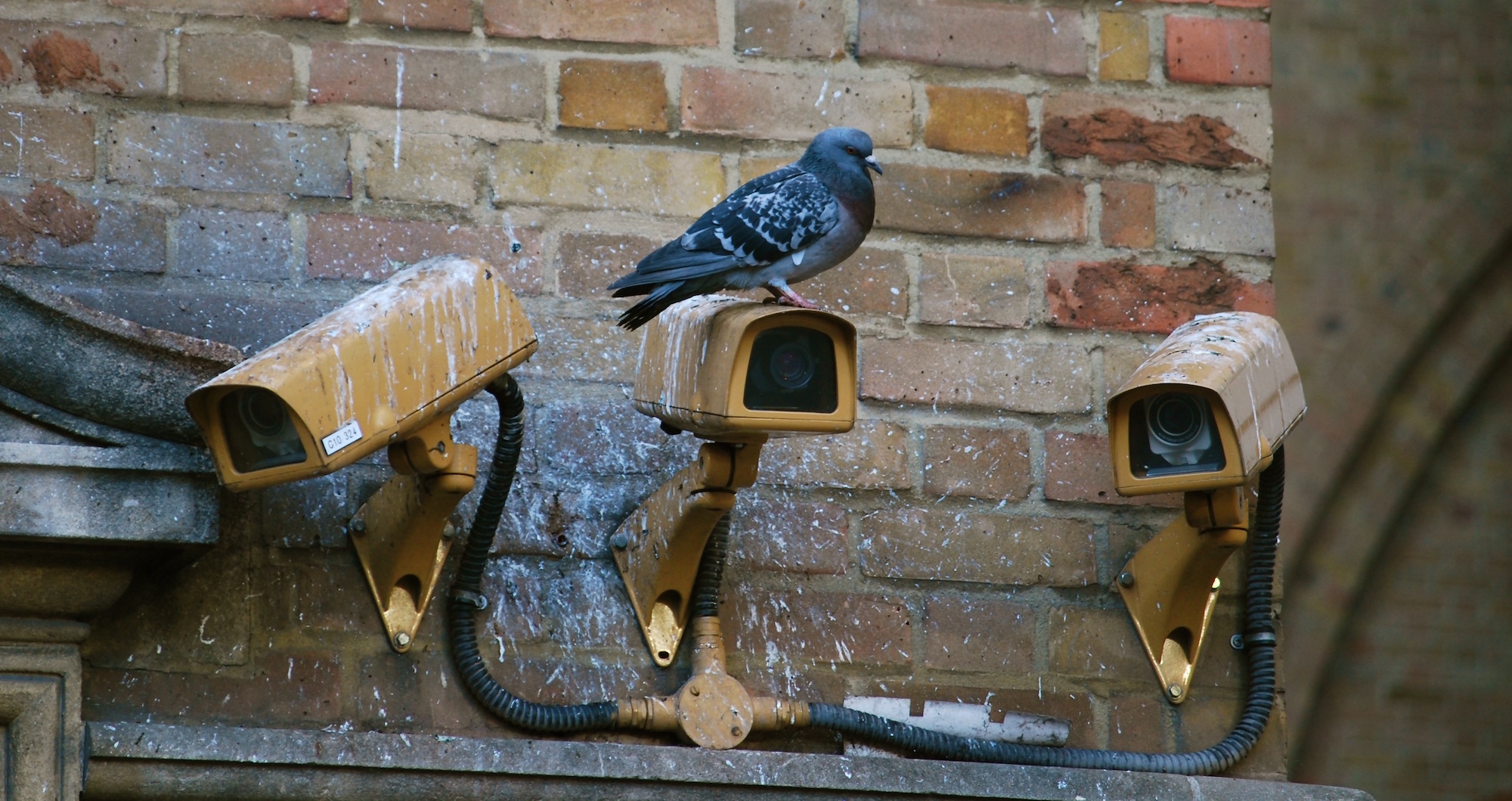 Eine Taube ... auf Überwachung.